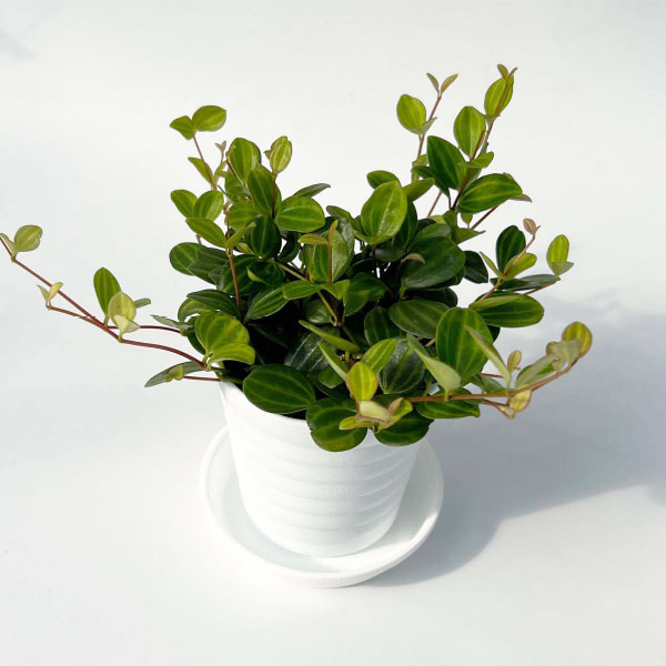 楽天市場】【現品発送】ブラヘア アルマータ 7号ポット植え（v05