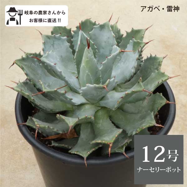 アガベ 雷神 12号 36cmポット agave ポタトルム センチュリープラント　［G］｜ソラニワ