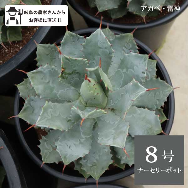 アガベ 雷神 8号 24cmポット agave ポタトルム センチュリープラントロックガーデン［G］｜ソラニワ