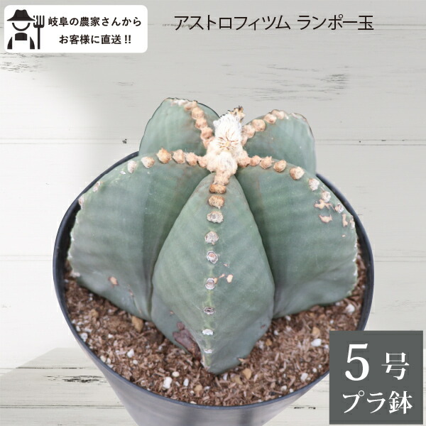 ☆サボテン　太鳳玉　アストロフィツム　実生苗 楽天市場】サボテン：アストロフィツム 大鳳玉 実生*S 幅3.5cm