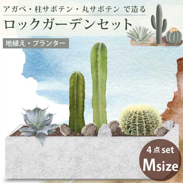 楽天市場】サボテンで造るロックガーデンセット 3品種 ［Sサイズ