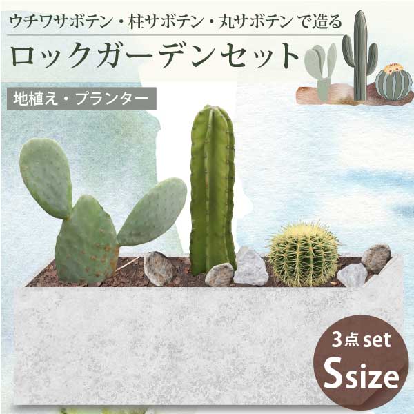 アガベ　ベルビル　ローガンカルホーン　ドワーフ　地植え アガベ ベルビル ローガンカルホーン 地植え ドワーフ アガベ