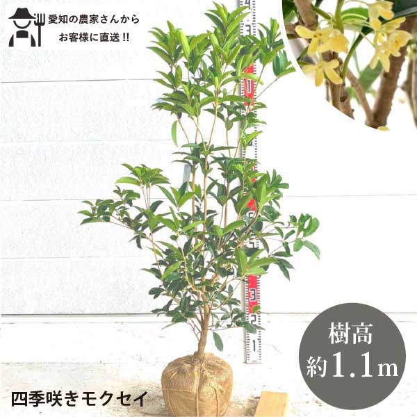 四季咲きモクセイ 木犀 樹高約1.1m 根一巻き苗 庭木 若木 符牒天然木 一般受け 常緑広葉樹［t］
