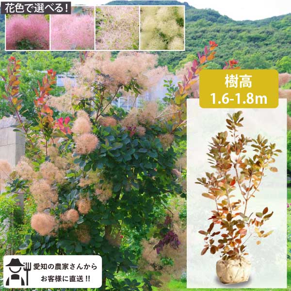 花色で選べる！スモークツリー 苗木　樹高約1.6-1.8m 庭木　根巻き苗　シンボルツリー 鉢植え　人気　落葉樹［t］