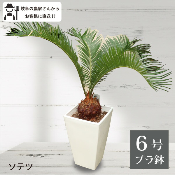 パキラ♪ pakira-3hon-4-1.jpg