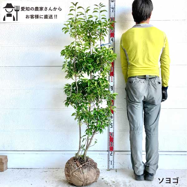 楽天市場】［生産者直送］黄金真柏 樹高約70cm 送料無料 庭木 苗木