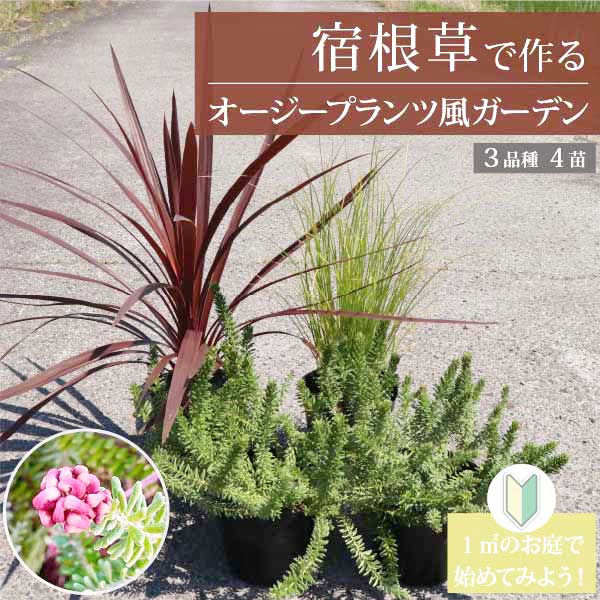 宿根草で作るオージープランツ風ガーデン ［A］1平方メートルのお庭 生産者直送　15cmポット 3品種 4個セット グランドカバー 庭 多年草 初心者 　ローメンテナンス　ドライガーデン　低木［GM］