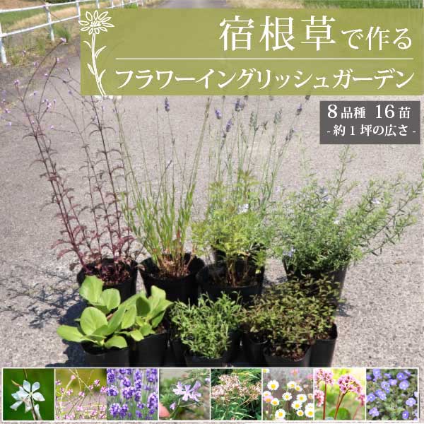 宿根草で作る［フラワー］ イングリッシュガーデン・1坪用 9-15cmポット 苗 8品種 16個セット 生産者直送 グランドカバー 庭 多年草 初心者 ナチュラル ローメンテナンス 花［GM］