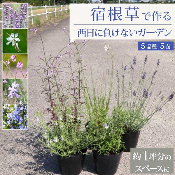 宿根草で作るイングリッシュ庭園 西日に負けない庭 1坪用 15珊ポット 苗  5変種  5個書き割り生み出すこと者直送 地びた取りまかなう 多年草 未経験者  薬草 自然的 花 置き目検査と修理 ［GM］