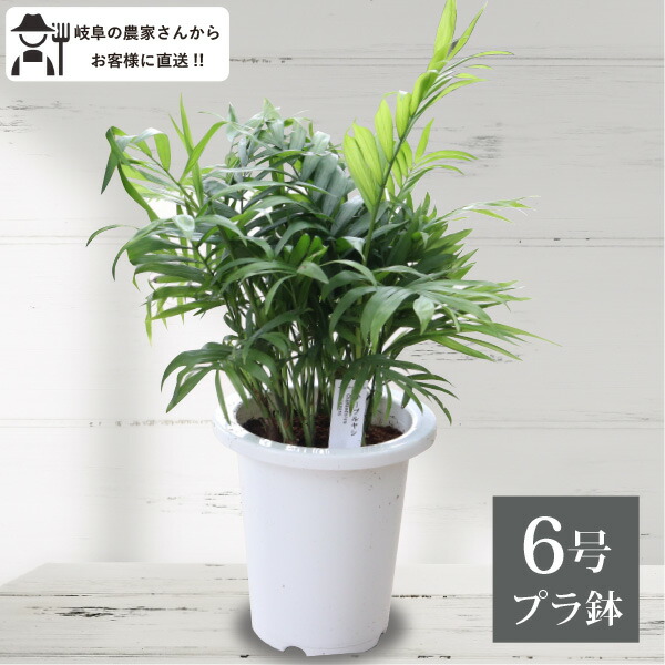 テーブルヤシ 6号鉢 1鉢 観葉植物 室内 新築祝い オフィスにも 大型 南国 インテリア おしゃれ 引っ越し祝い 鉢植え 農場直送 G 定番の人気シリーズpoint ポイント 入荷