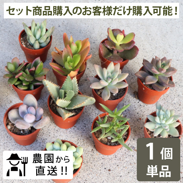 楽天市場】初心者の方にオススメ！農場直送！多肉植物 1寸 (1号 3cm