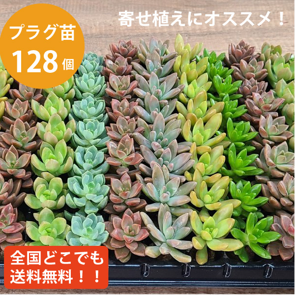 楽天市場】多肉植物 1寸 (1号 3cmポット) 72個 多肉 セット 苗