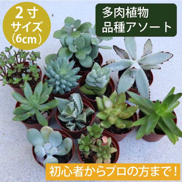 楽天市場】多肉植物 エケベリア の品種のみ！7種類 35個 2寸 (2号 6cm