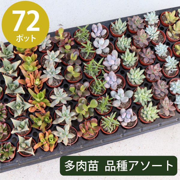 楽天市場】多肉植物 エケベリア の品種のみ！7種類 35個 2寸 (2号 6cm 