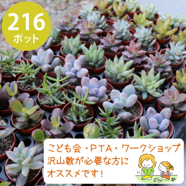 【楽天市場】多肉植物 1寸 (1号 3cmポット)144個 多肉 セット 苗 こども会 PTA ワークショップ イベント キッズ 子供会 夏祭り 工作  親子 小学校 ノベルティ ギフト 記念品 ケース販売 まとめ買い ミニ 寄植 大量 キット 男の子 女の子 低学年 高学年 地域 親子会 ...