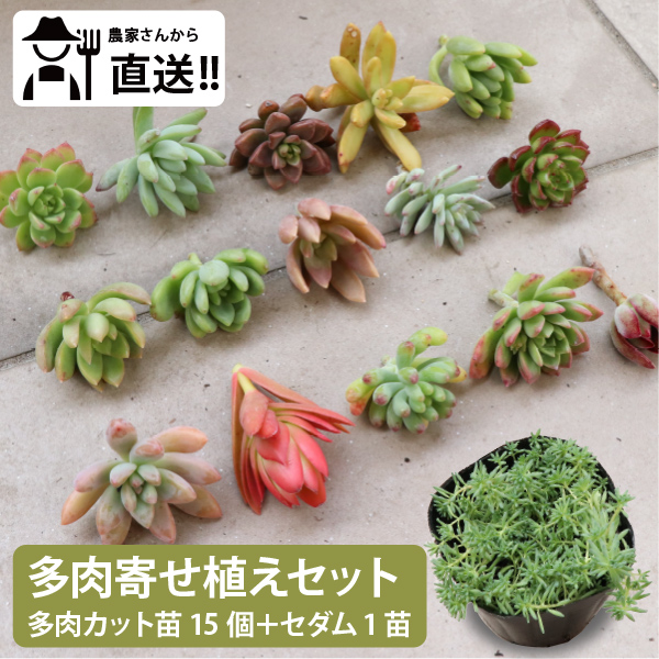 楽天市場】多肉植物 1寸 (1号 3cmポット) 72個 多肉 セット 苗