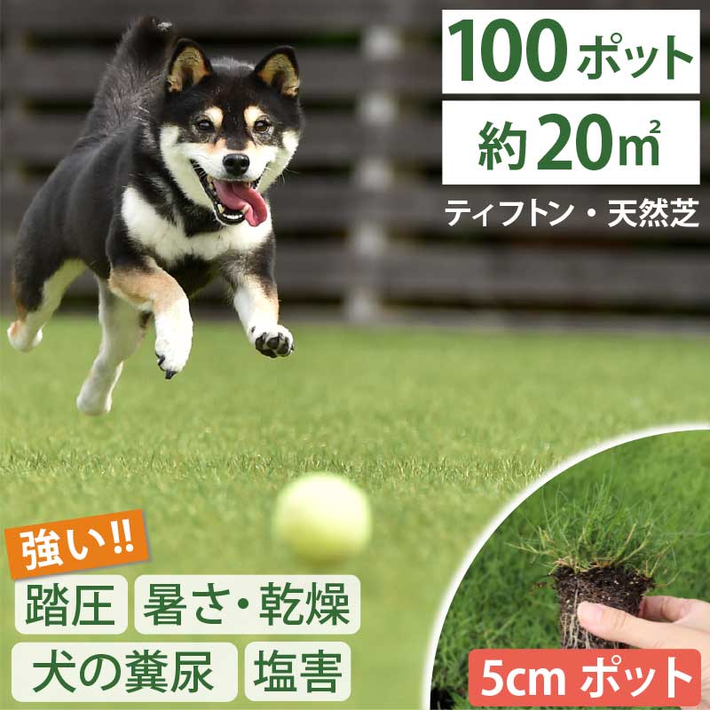 【約20平方メートル用 100個仕掛ける】愛玩動物の尿害に揺るぎ無い！西洋芝 ティフトン419 芝苗  (5糎角ポット) ドッグラン 暖地型 運動競技芝 難民キャンプ場 まとめ買い ティフトン 西洋芝 生まれながら芝