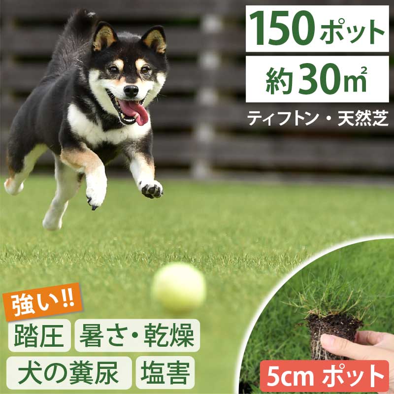 【約30平方メートル用 150個仕掛ける】愛玩動物の尿害に揺るぎない！西洋芝 ティフトン419 芝苗  (5糎角ポット) ドッグラン 暖地型 運動競技芝 難民キャンプ場 まとめ買い ティフトン 西洋芝 生まれながら芝 芝生-花・ガーデン・DIY-ガーデニング・農業
