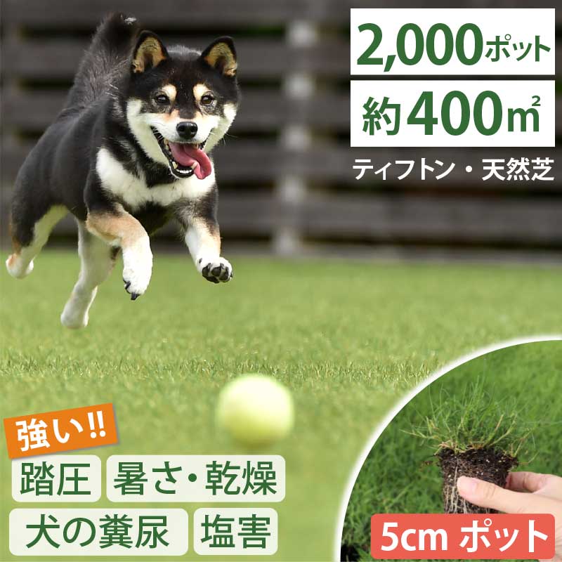 大量セット！【約400平方メートル用 2000個セット】1ポット64円！ 暑さ、乾燥、踏圧、ペットの糞尿に強い！西洋芝 ティフトン419 芝苗 (5cm角ポット) ドッグラン 暖地型 スポーツ芝　キャンプ場 まとめ買い 天然芝 西洋芝 ペット 犬