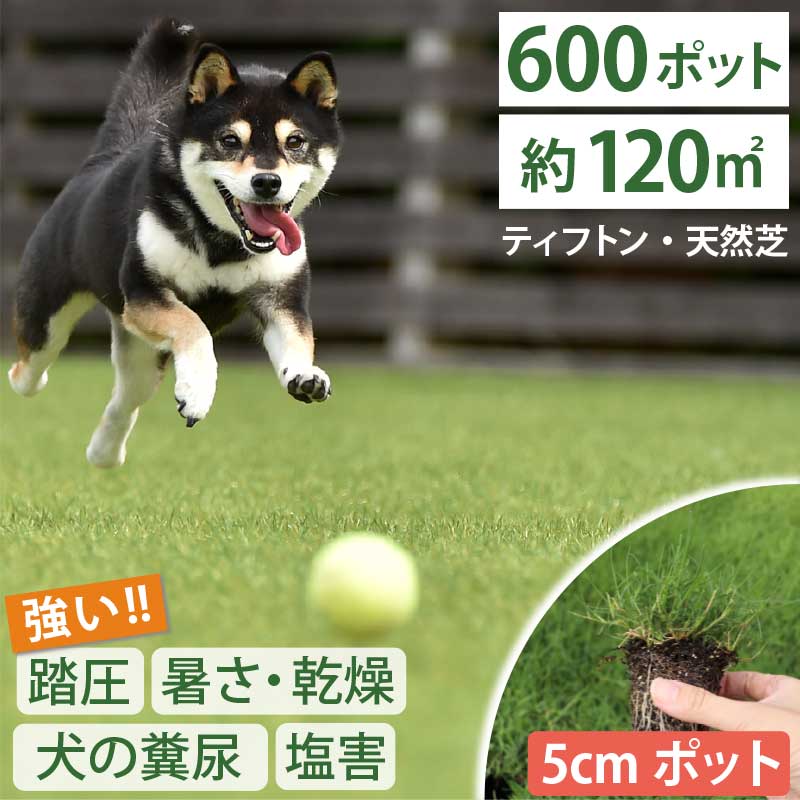 総やか仕掛ける！【約120平方メートル用 600個仕掛ける】暑さ、かわき切る、踏圧、愛玩動物の糞尿に揺るぎ無い！西洋芝 ティフトン419 芝苗  (5糎角ポット) ドッグラン 暖地型 運動競技芝 難民キャンプ場 まとめ買い 生まれながら芝 西洋芝 愛玩動物 犬