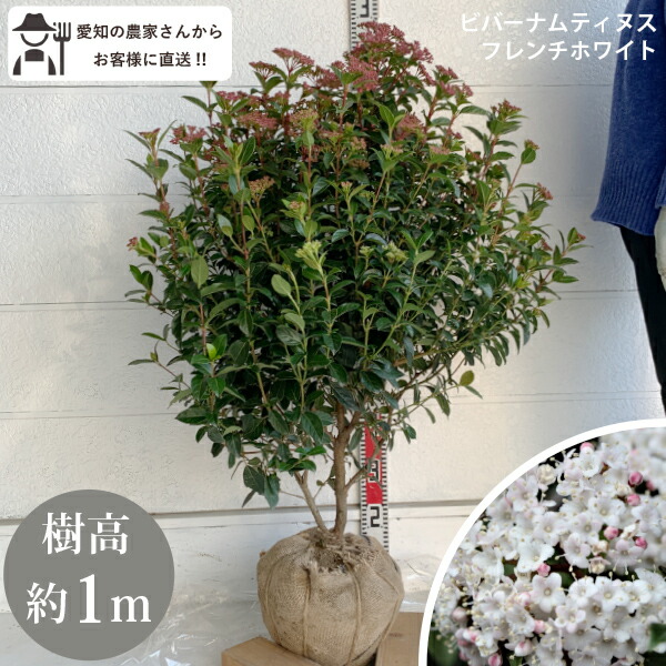 楽天市場】［生産者直送］ココスヤシ 株立ち(3本立ち) 樹高約60cm 耐寒