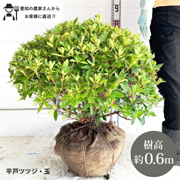［生産者直送］平戸ツツジ　直径約40-50cm　玉仕立て　 送料無料　庭木　苗木　シンボルツリー　 鉢植え　人気　常緑低木［toki］和風　垣根