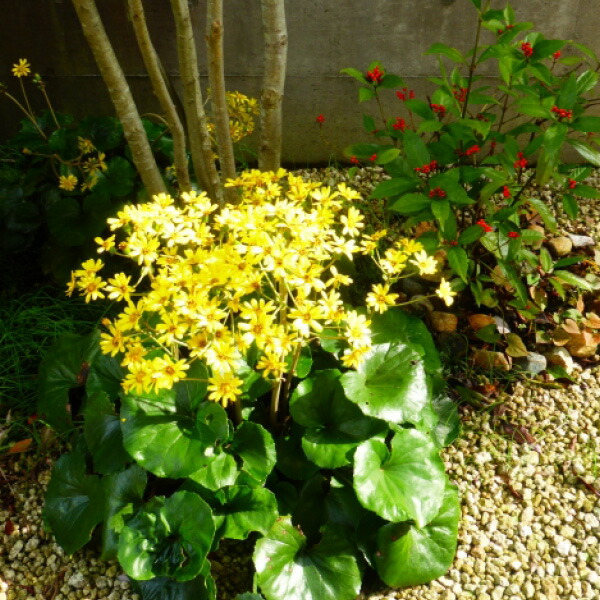 楽天市場】デロスペルマ 白 黄 9cm 10個セット 耐寒性マツバギク 多肉