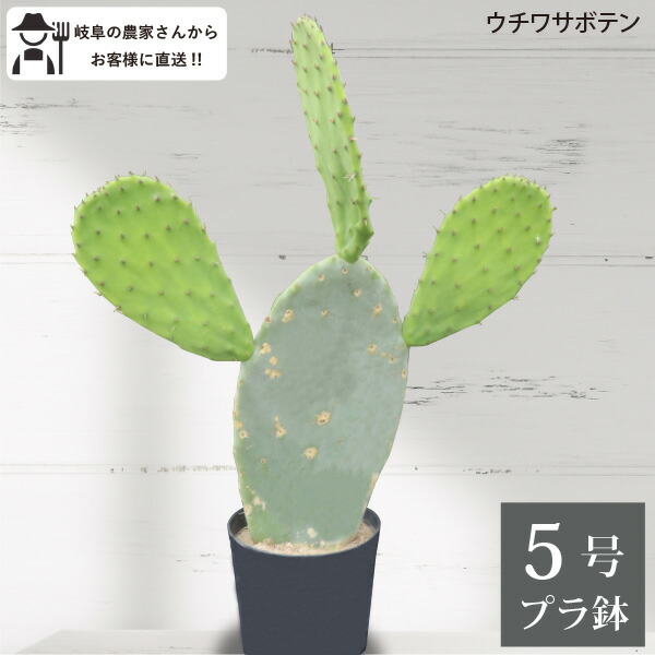サボテン　玉翁 タマオキナ　大株　20㎝ img_cache_a_67449_1_1715674713