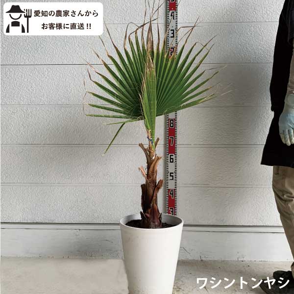 楽天市場】［生産者直送］ワシントンヤシ 樹高約0.8m 送料無料 庭木