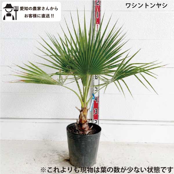 楽天市場】大株 ワシントンヤシ（ワシントニア・イトヤシ） 6号