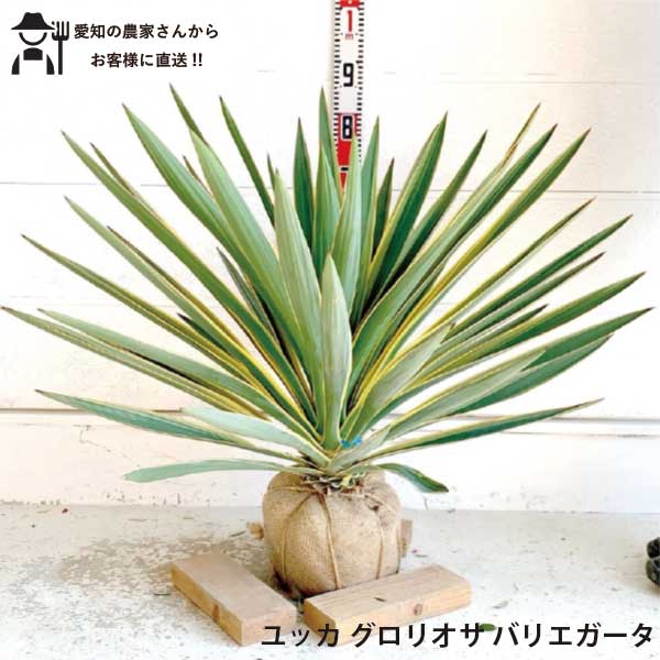 楽天市場】［生産者直送］ココスヤシ 株立ち(3本立ち) 樹高約
