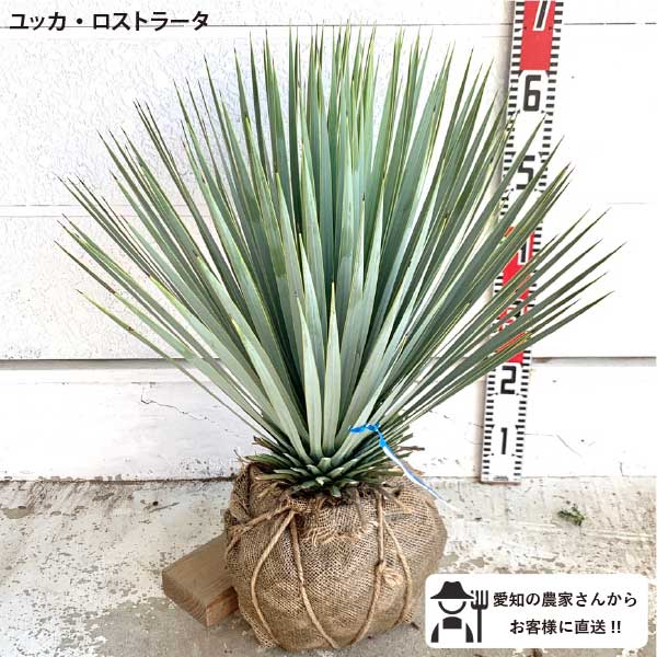 ユッカロストラータ　55苗　① ユッカ ロストラータ ブルーサンダー① | hanayoshi-botanical