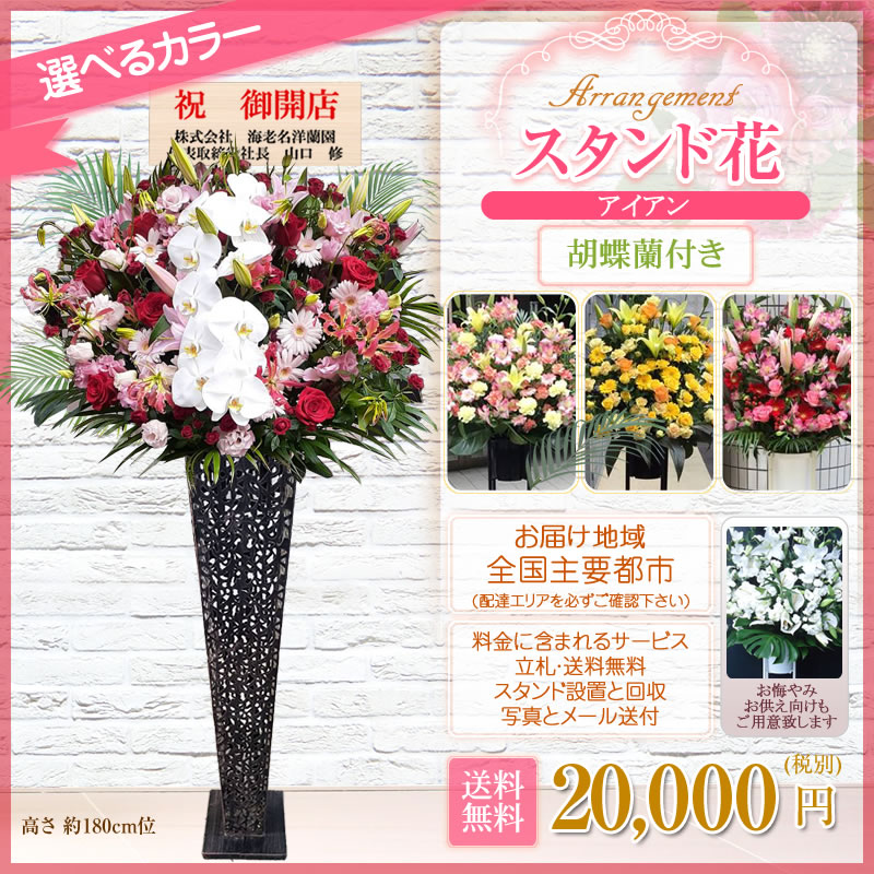 在庫処分 開店祝い 花 花色は選べる5色 000円 税別 高さ180cm位 東京都 神奈川県 一部除く 大阪府 札幌市 名古屋市 福岡市 Manjares Cl