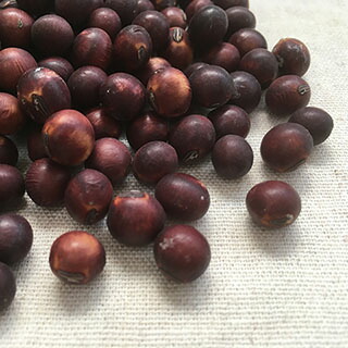紅大豆