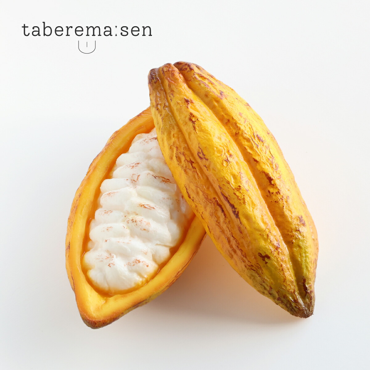 リアルなカカオの実のディスプレイ リアルなカカオの実のディスプレイ CACAOCAT＆Chocolate Origin