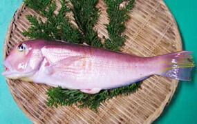 楽天市場 甘鯛 500g 山口県産 アマダイ グジ あまだい ぐじ 生 瀬戸内たいたいｃｌｕｂ