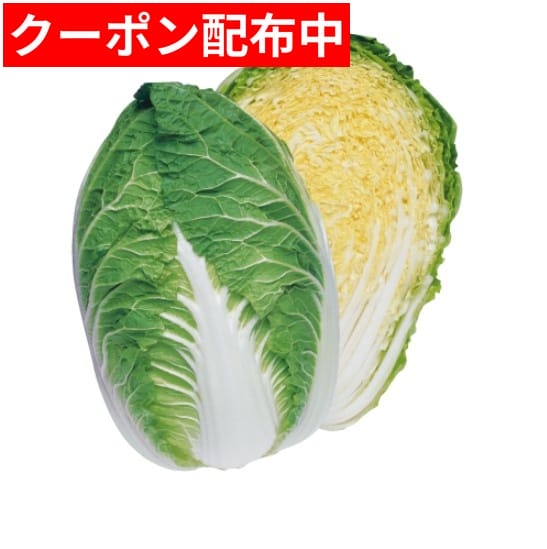 【種子】ハクサイ・晴黄65　1缶【5000粒】 タキイのタネ　白菜