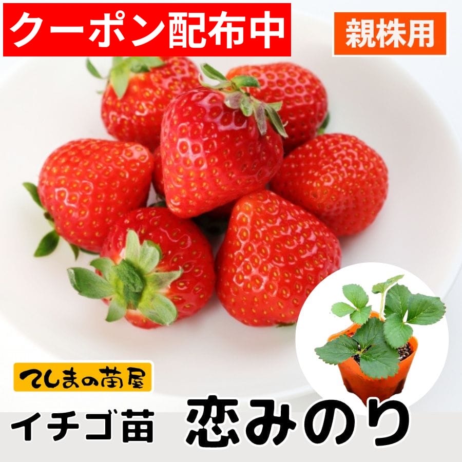 楽天市場】【親株用イチゴ苗】 とちおとめ 9cmポット 【人気】 : て