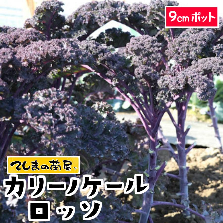 楽天市場 てしまの苗 ケール苗 カリーノケールロッソ 9cmポット 葉菜苗 人気 てしまの苗屋 楽天市場店