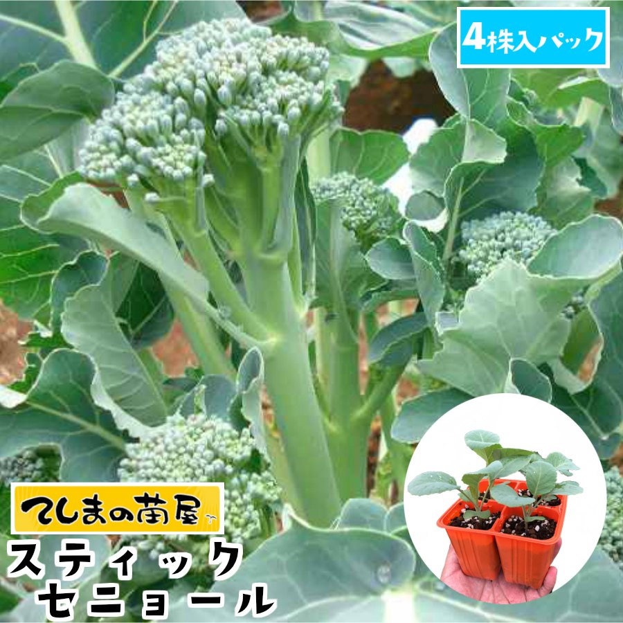 【てしまの苗】 茎ブロッコリー苗 スティックセニョール 4株入りパック 葉菜苗 培土 種 【人気】 | てしまの苗屋　楽天市場店