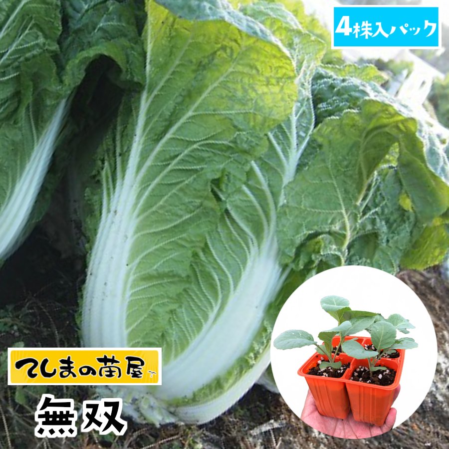 【てしまの苗】 ハクサイ苗  無双   4株入りパック 白菜 葉菜苗 培土 種 【人気】