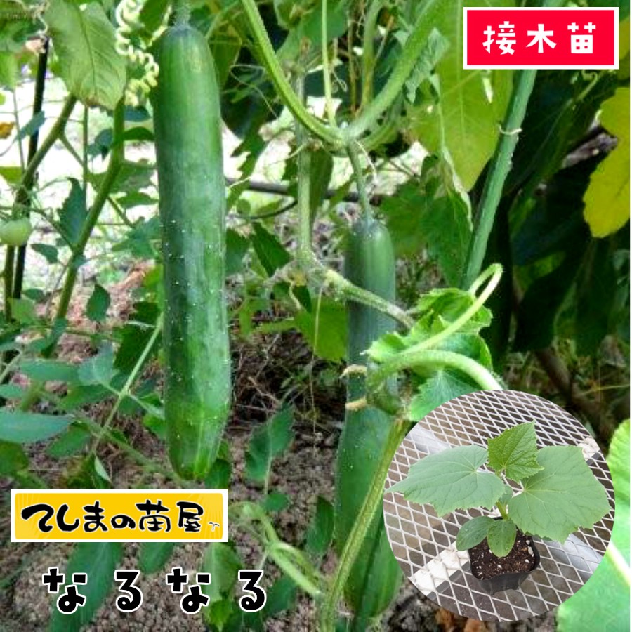 楽天市場 てしまの苗 キュウリ苗 なるなる 断根接木苗 9cmポット 人気 野菜苗 培土 種 てしまの苗屋 楽天市場店