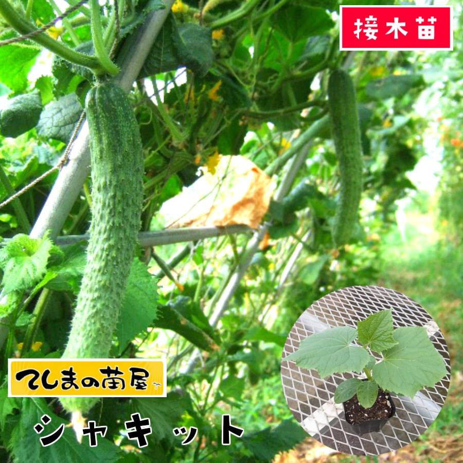 楽天市場 てしまの苗 キュウリ苗 シャキット 断根接木苗 9cmポット 人気 野菜苗 培土 種 てしまの苗屋 楽天市場店