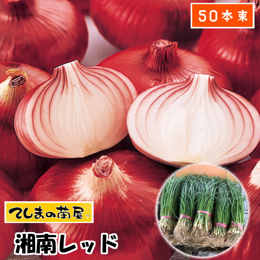 楽天市場】【予約受付中】 晩成 たまねぎ苗 約20本束 もみじ3号タマネギ苗 抜き苗 【野菜苗 培土 種 】 【ガーデニング】 【家庭菜園】 :  てしまの苗屋 楽天市場店