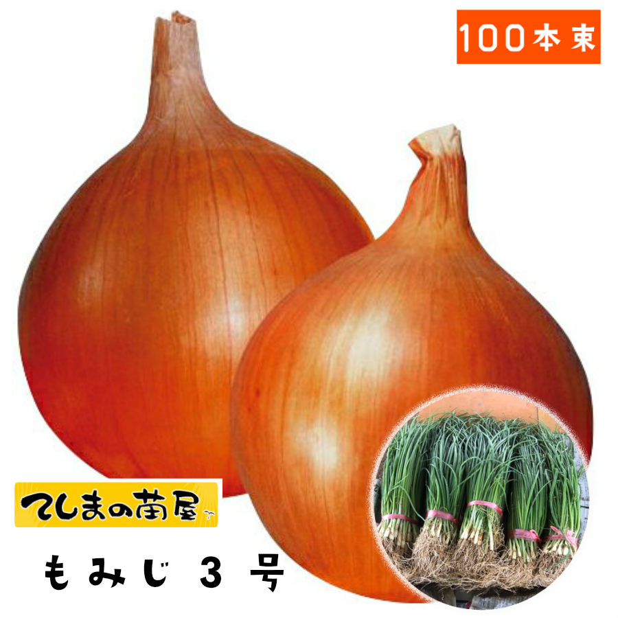 楽天市場】【予約受付中】 晩成 たまねぎ苗 約20本束 もみじ3号タマネギ苗 抜き苗 【野菜苗 培土 種 】 【ガーデニング】 【家庭菜園】 :  てしまの苗屋 楽天市場店