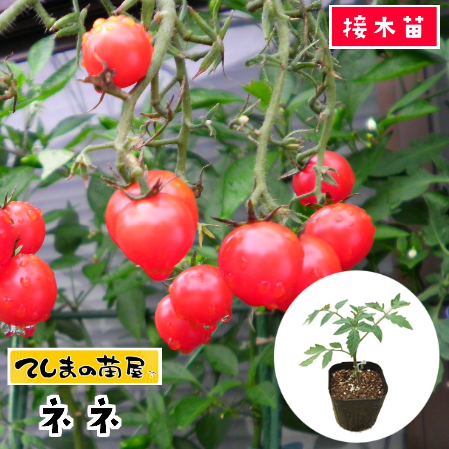 てしまの苗 ミニトマト苗 ネネ 激安正規 断根接木苗 人気 9cmポット