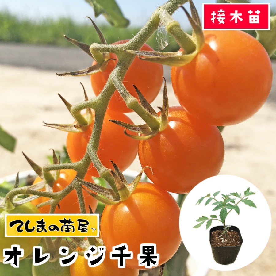 楽天市場 てしまの苗 ミニトマト苗 オレンジ千果 断根接木苗 9cmポット 野菜苗 培土 種 てしまの苗屋 楽天市場店