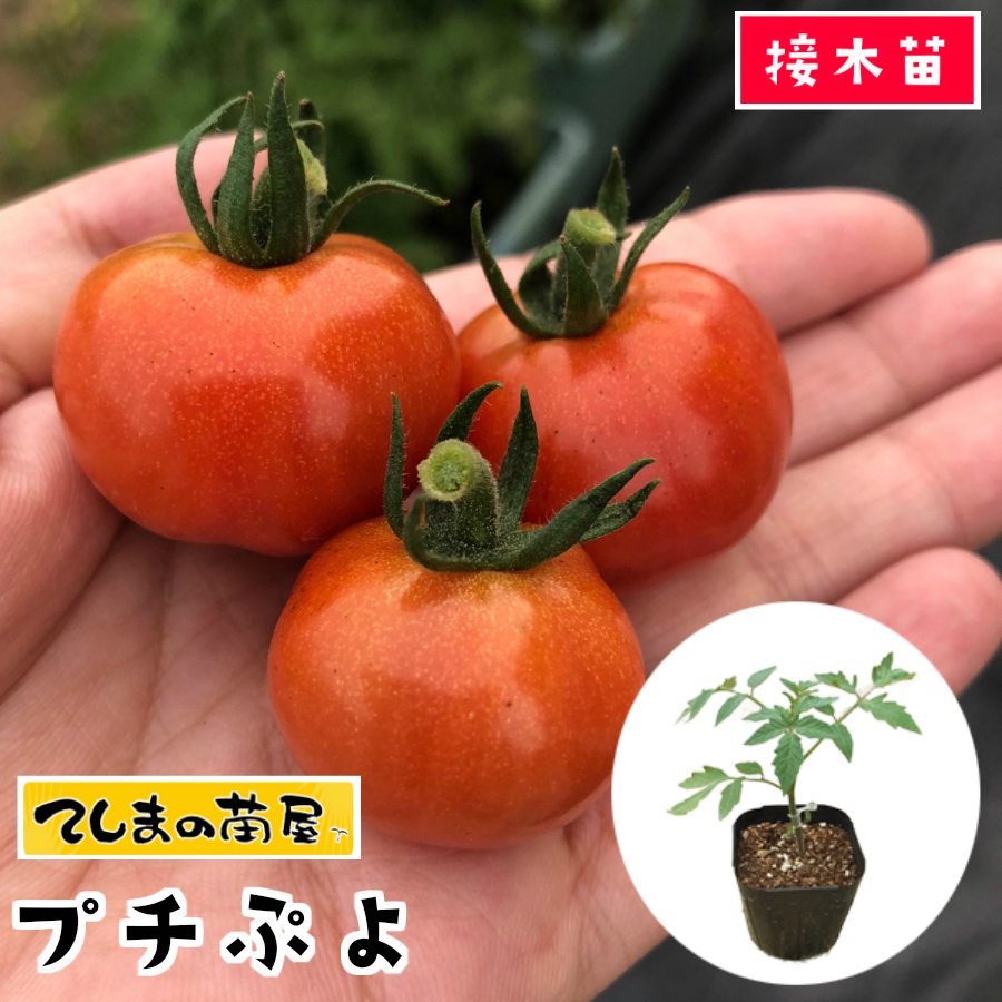 楽天市場 てしまの苗 ミニトマト苗 Cfプチぷよ 断根接木苗 9ｃｍポット 野菜苗 培土 種 てしまの苗屋 楽天市場店