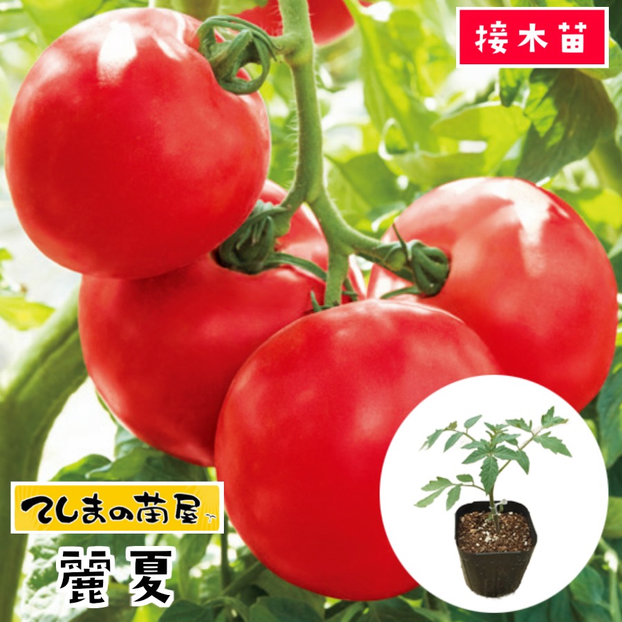 楽天市場 てしまの苗 大玉トマト苗 麗夏 断根接木苗 9ｃｍポット 野菜苗 培土 種 てしまの苗屋 楽天市場店