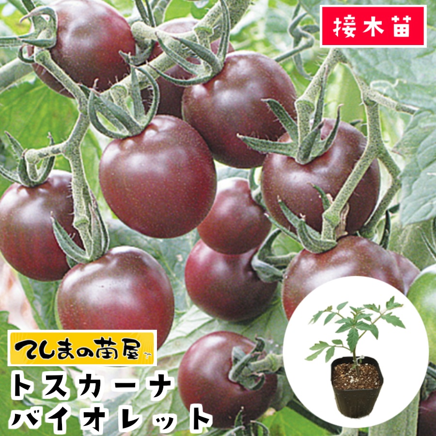 楽天市場 ミニトマト種子 トスカーナバイオレット パイオニアエコサイエンスの紫ミニトマト品種です ｇｒｅｅｎ ｄｅｐｏｔ